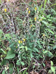 Crotalaria albida