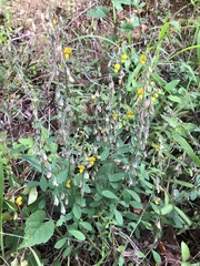 Crotalaria albida