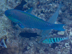 Chlorurus strongylocephalus