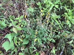 Crotalaria albida