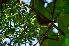 Zosterops chloronothos