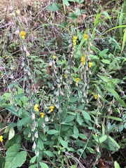 Crotalaria albida