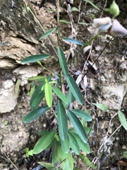 Codariocalyx motorius