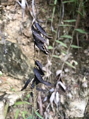 Codariocalyx motorius