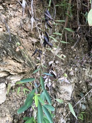 Codariocalyx motorius