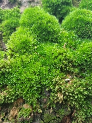 Ptychostomum capillare