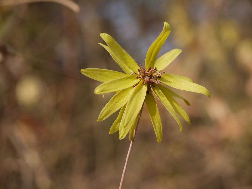 Bulbophyllum fimbriatum