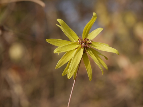Bulbophyllum fimbriatum, photograph 6