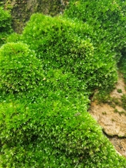 Ptychostomum capillare