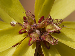 Bulbophyllum fimbriatum