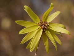 Bulbophyllum fimbriatum
