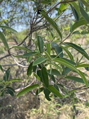 Ozoroa paniculosa