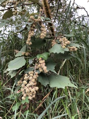 Mallotus paniculatus formosanus