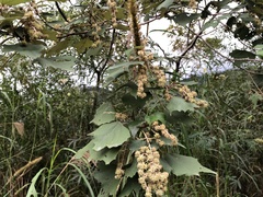 Mallotus paniculatus formosanus