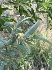 Ozoroa paniculosa