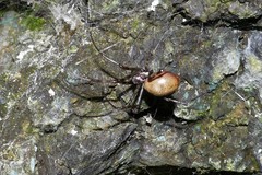 Nephilingis borbonica