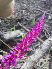 Hermbstaedtia odorata