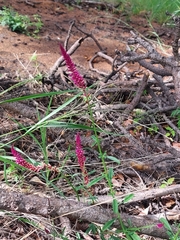 Hermbstaedtia odorata