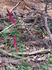Hermbstaedtia odorata
