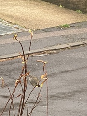 Prunella modularis occidentalis