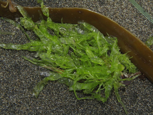 Ulva compressa