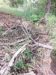 Hermbstaedtia odorata