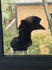 Bycanistes subcylindricus