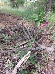 Hermbstaedtia odorata