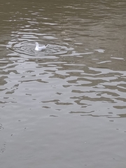 Chroicocephalus ridibundus