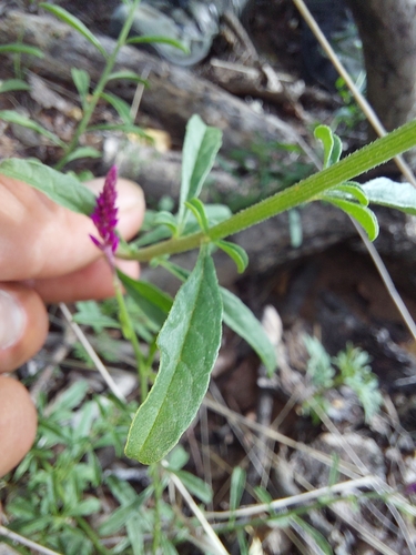 Image of Hermbstaedtia odorata by (c) Manuel R Popp, some rights reserved (CC BY)