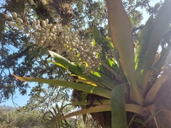 Aechmea mexicana