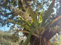 Aechmea mexicana