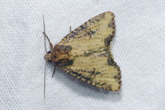 Apamea crenata
