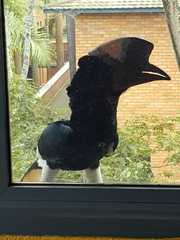 Bycanistes subcylindricus