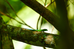 Phelsuma cepediana