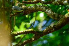Zosterops mauritianus