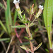 Gratiola pedunculata - Photo no hay derechos reservados, uploaded by Peter de Lange