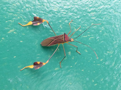 Anisoscelis gradadius