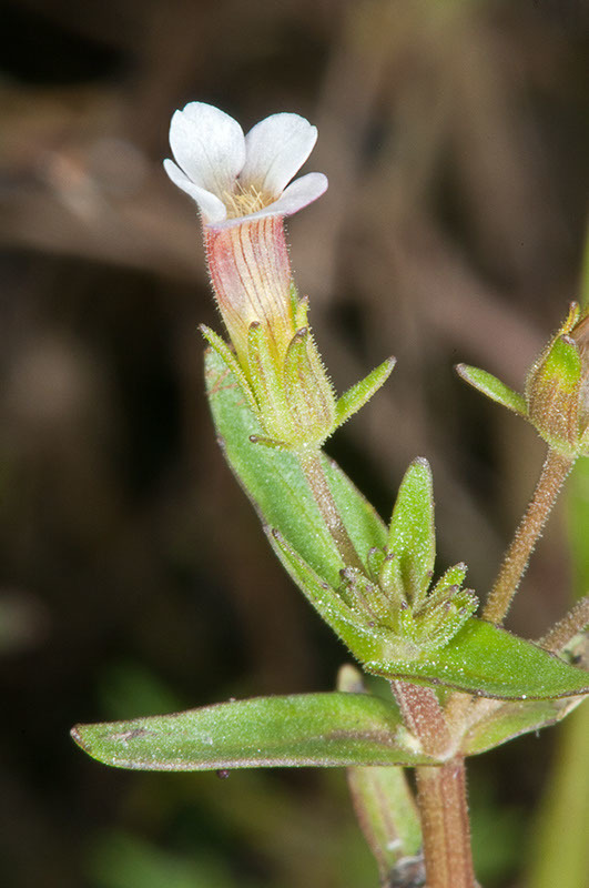 stalked brooklime