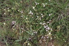 Astragalus corniculatus