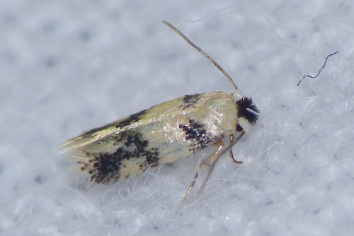 Etainia decentella