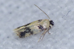 Etainia decentella