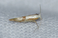 Argyresthia bonnetella