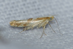 Argyresthia bonnetella