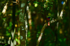 Terpsiphone bourbonnensis