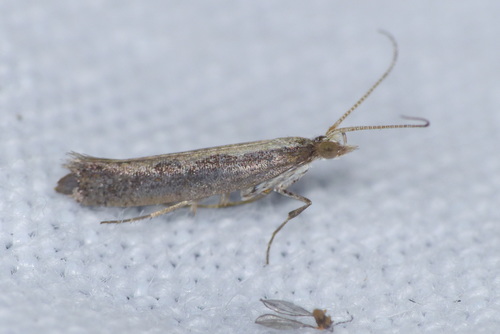 Plutella xylostella