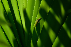 Phelsuma cepediana