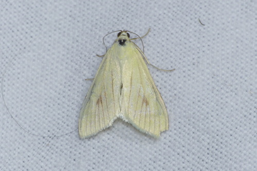 Sitochroa palealis