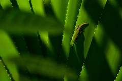 Phelsuma cepediana