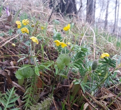 Ranunculus monophyllus